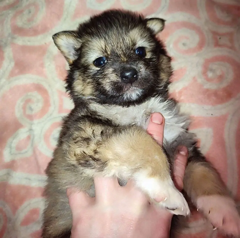 Собака Зоя.