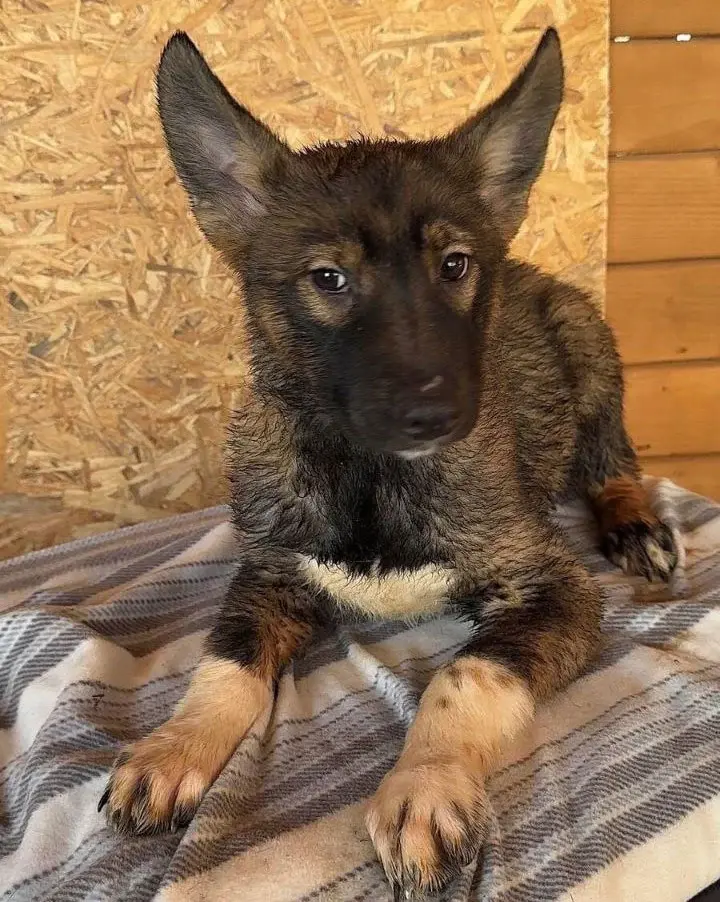 Пес-мальчишка.