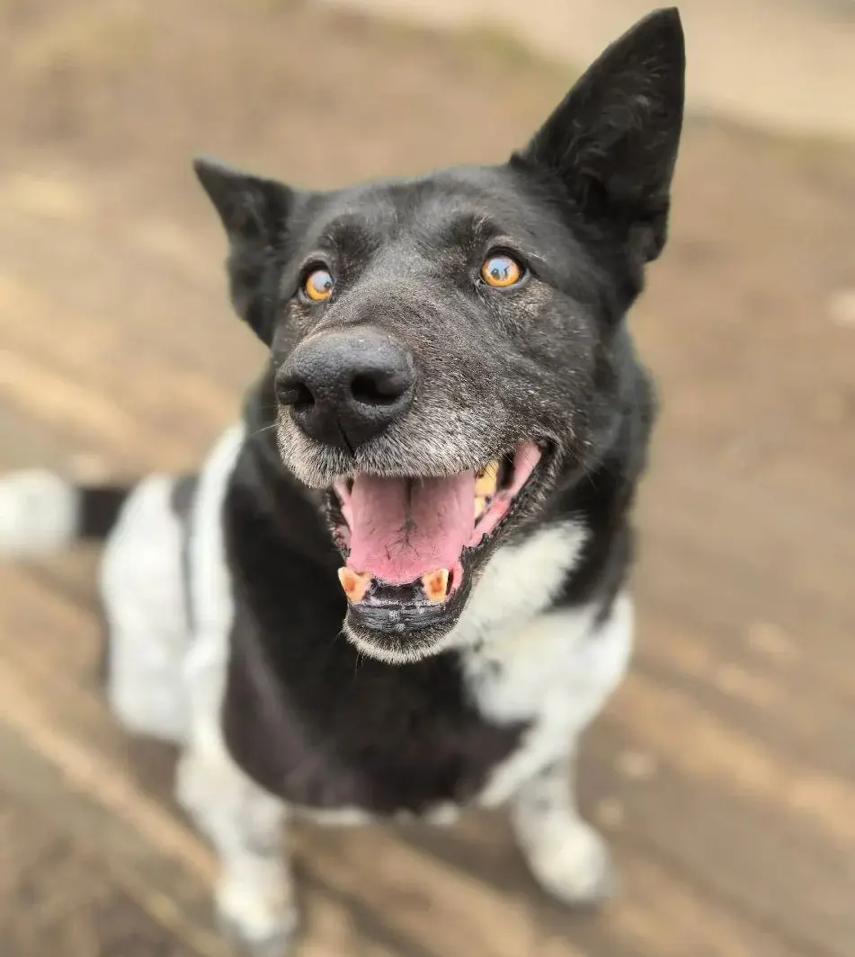 Собака Лайма.