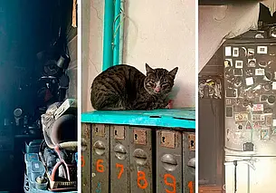 Пять котов устроили пожар в квартире на Северном Кавказе