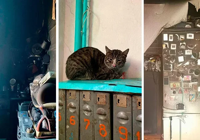Пять котов устроили пожар в квартире на Северном Кавказе