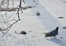 Зима возвращается, но ждать сильных морозов пока не стоит. Прогноз погоды с 3 по 9 февраля