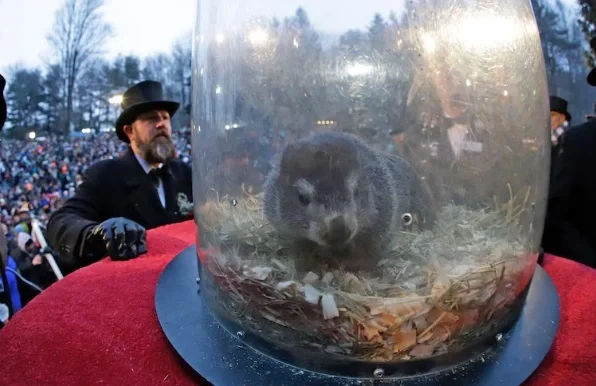 2 февраля 2025 года. Знаменитый сурок Фил из Пенсильвании. Фото: Reuters.