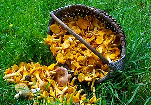 Что бесплатно могут заготавливать жители Беларуси в лесу? Разъясняем