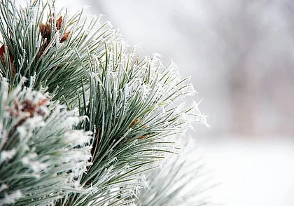 Белгидромет: морозы в Беларуси будут усиливаться