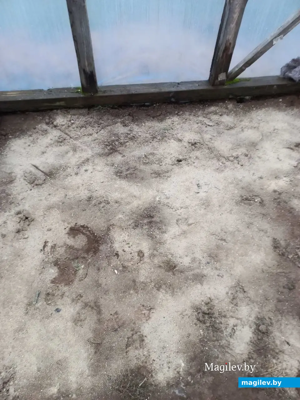 Январь 2024 года. Могилевский район. Посев семян тыквы.