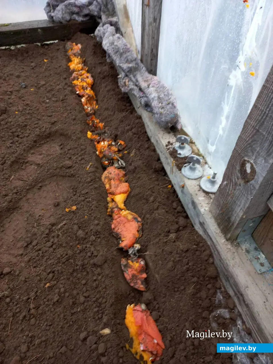 Январь 2024 года. Могилевский район. Посев семян тыквы.