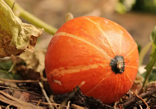 «Высеваю семена, когда температура ниже нуля»