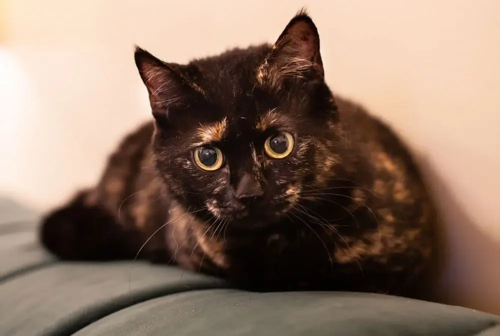 Кошка Маша.