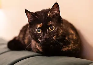 Кошка Маша, собака Люсенька и щенки: кто ищет хозяина в Могилеве