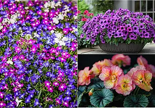 Эти цветы нужно высаживать уже сейчас: петуния, лобелия, бегония