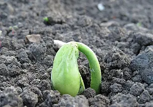 Готовим грунт для посева рассады весной