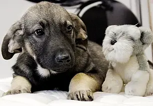 Найденная собака, котенок-подросток и щенки: кто ищет хозяина в Могилеве