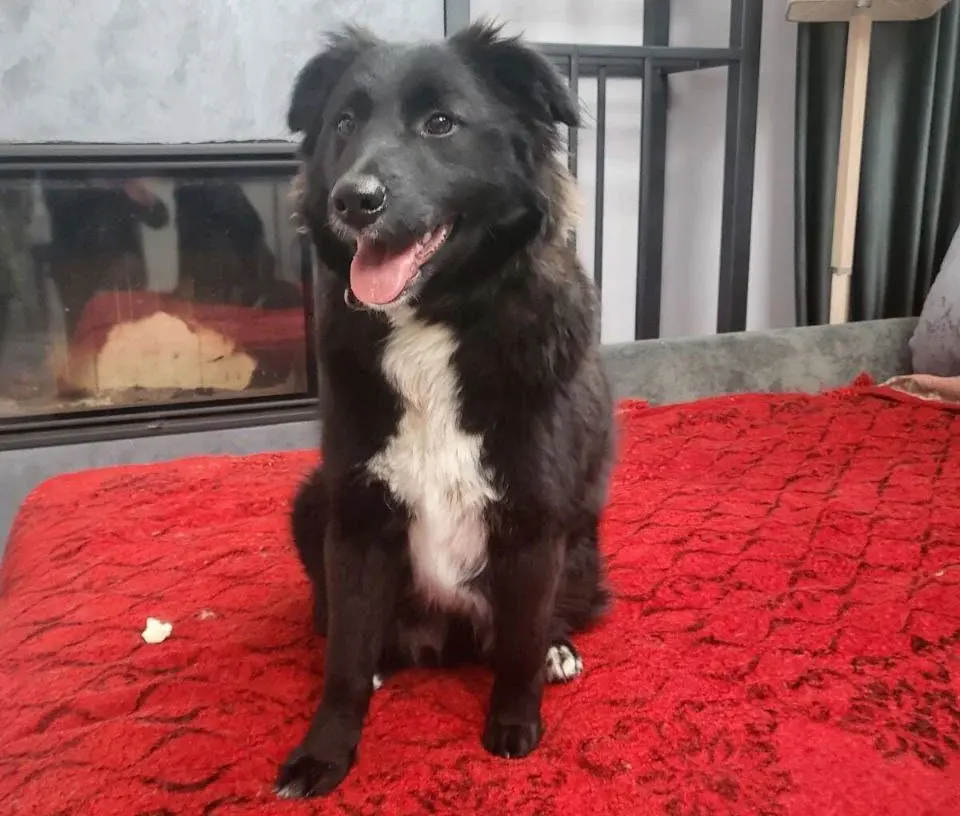 Собака Найда.