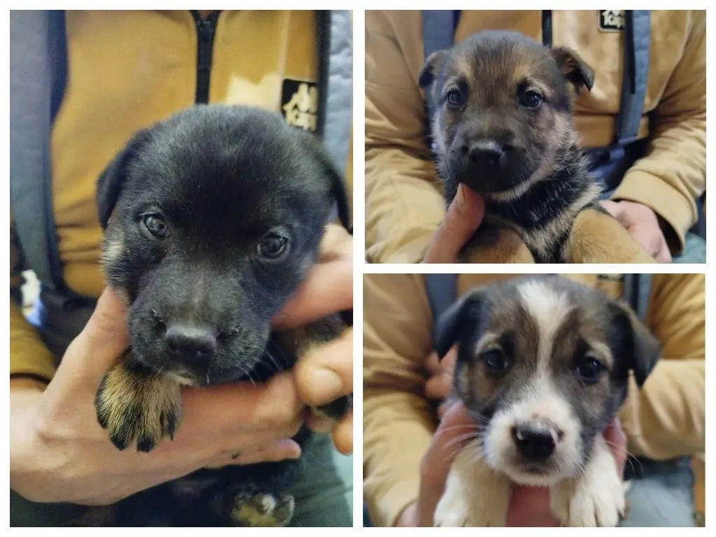 Брошенные щенки.