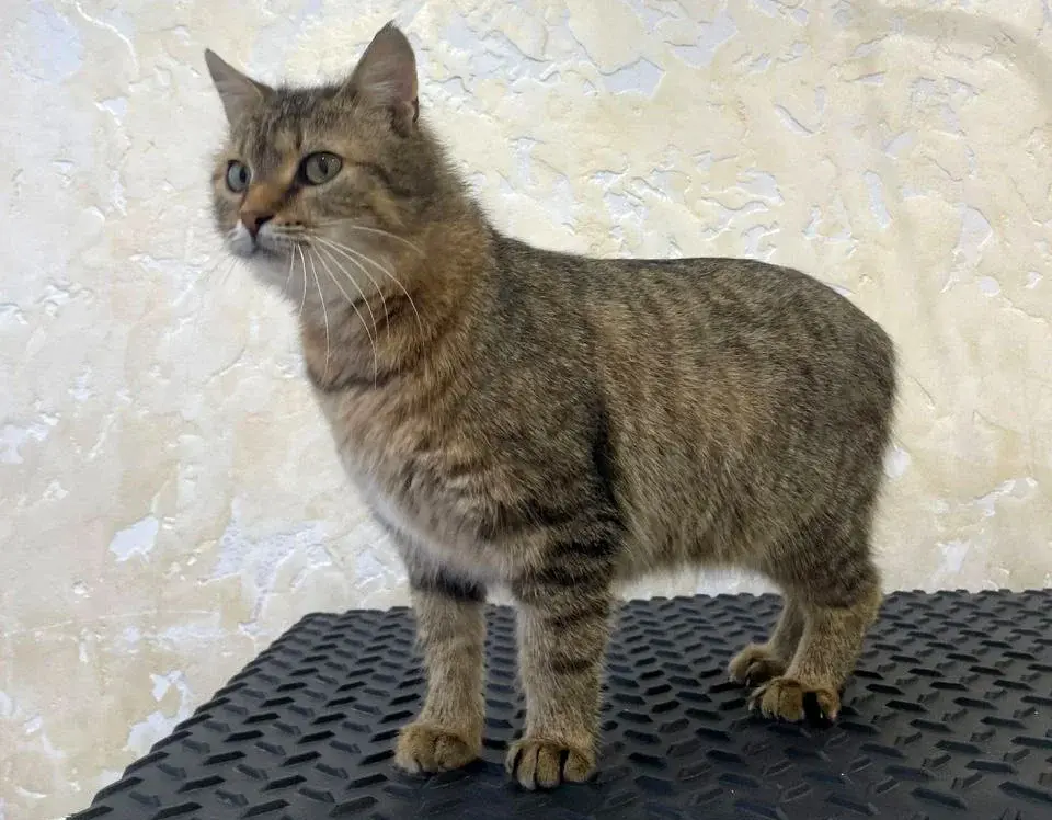 Кошка Кетти.