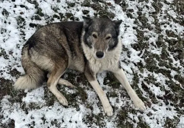 Найденная собака в Могилеве.