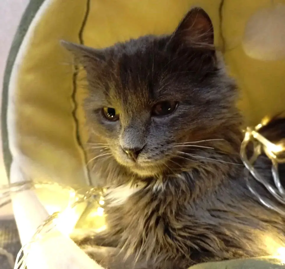 Котенок-подросток Димка.