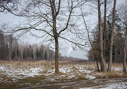 До 8 градусов тепла, временами дожди: какой будет погода в Могилеве в четверг, 11 декабря