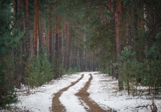 Зимний лес в окрестностях микрорайонов Западный и Черепичный. Фоторепортаж