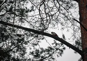 Зима задерживается. Прогноз погоды в Беларуси на неделю с 8 по 14 декабря