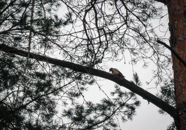 Зима задерживается. Прогноз погоды в Беларуси на неделю с 8 по 14 декабря
