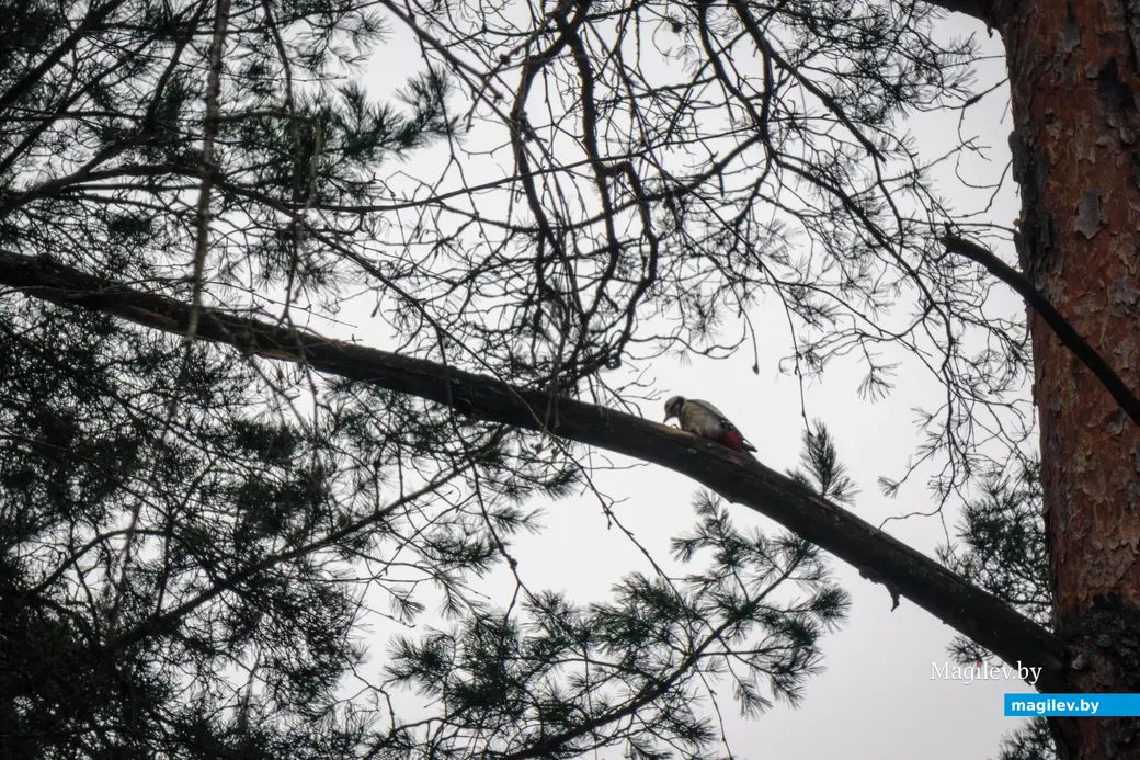 Зимний лес. Фото: Александр Чугуев.
