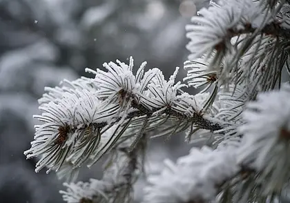 Морозные выходные прогнозируют могилевские синоптики: по области ночью может быть до −18°С