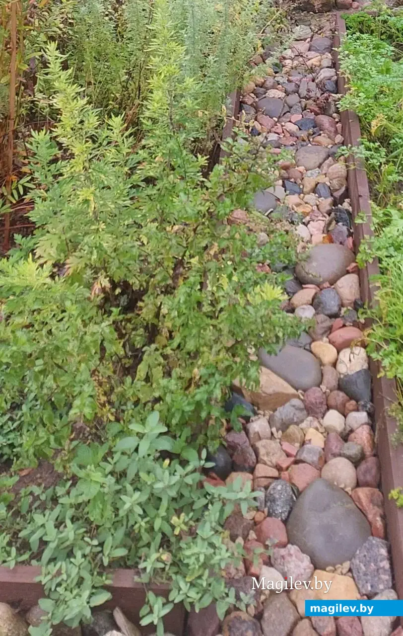 Станция Понизов. Могилевская область. Дача Ларисы Федоровны Суздалевой.