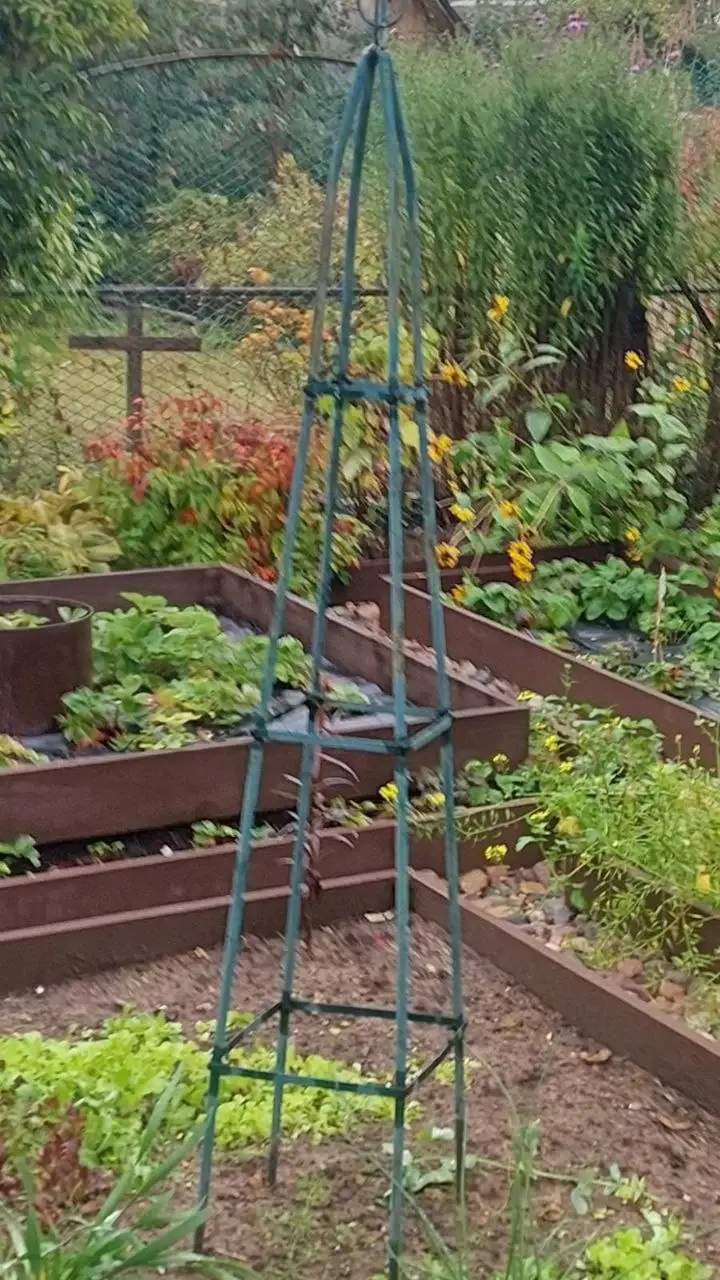 Станция Понизов. Могилевская область. Дача Ларисы Федоровны Суздалевой. Опора для вьющихся растений.