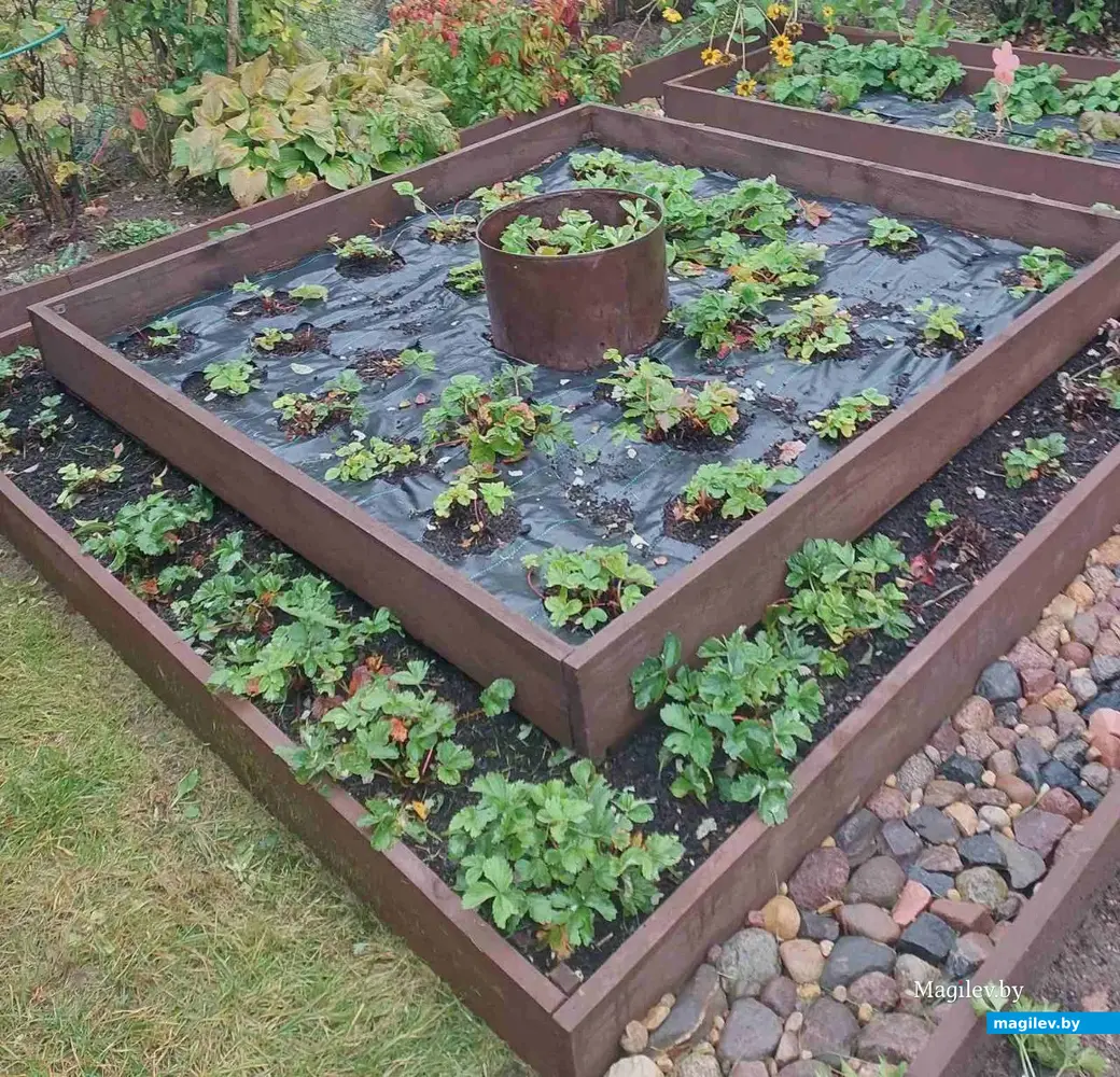 Октябрь 2024 года. Станция Понизов. Могилевская область. Дача Ларисы Федоровны Суздалевой. Приподнятые (высокие)грядки. Клубника.