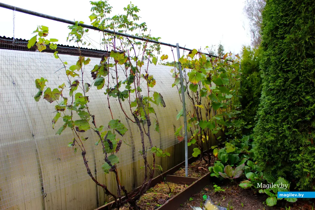 Октябрь 2024 года. Станция Понизов. Могилевская область. Дача Ларисы Федоровны Суздалевой.