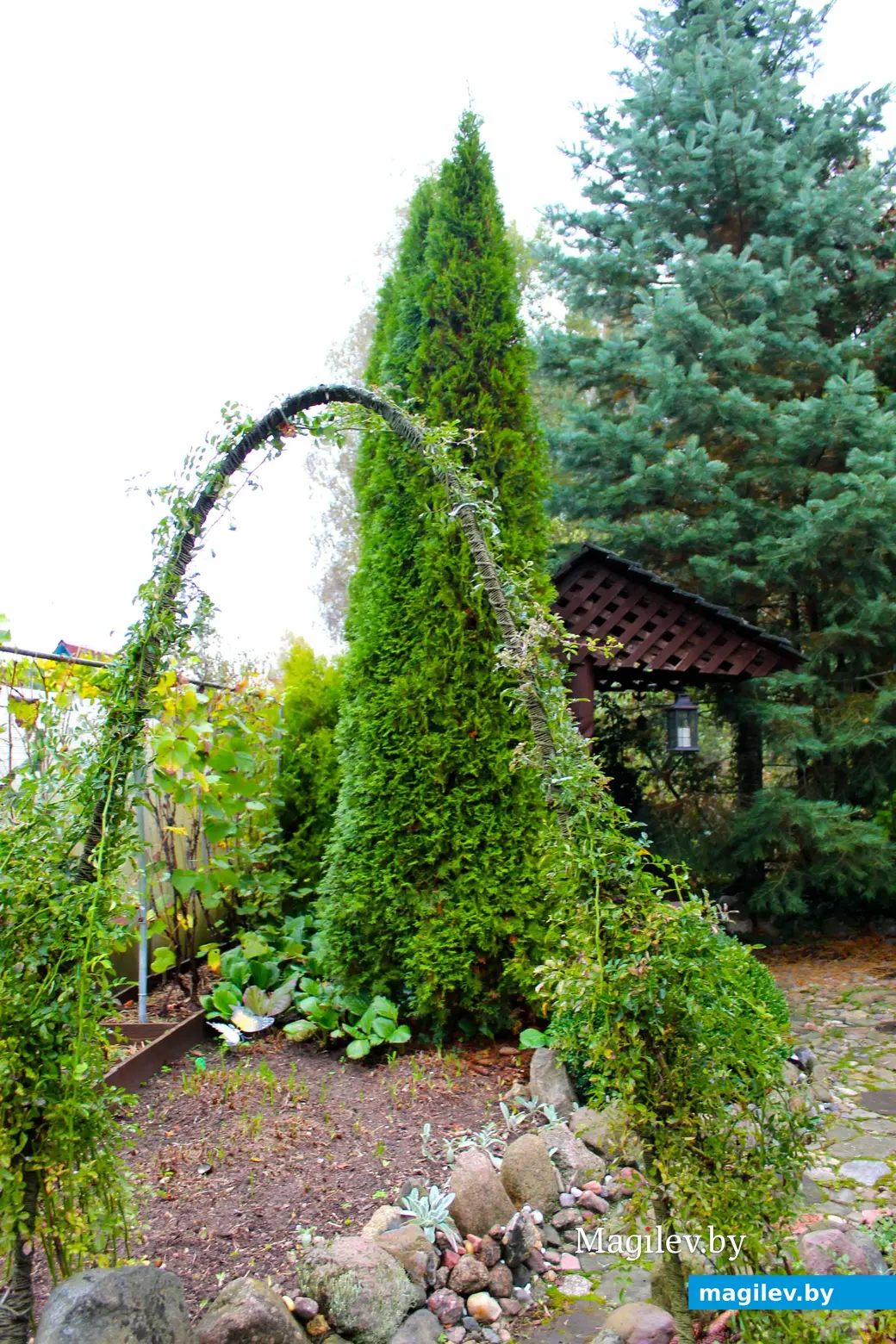 Октябрь 2024 года. Станция Понизов. Могилевская область. Дача Ларисы Федоровны Суздалевой.