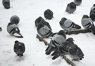 Будет и мороз, и снег. Прогноз погоды на неделю с 17 по 23 февраля