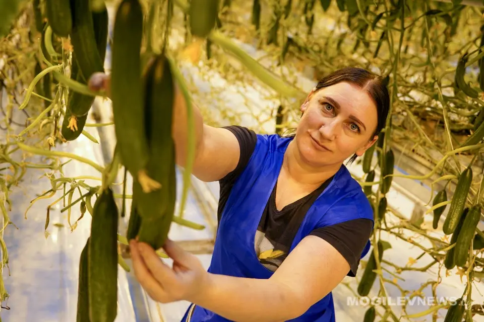 14 февраля 2025 года. Тепличный комбинат ОАО «Рассвет» имени К.П. Орловского». Фото: mogilevnews.by.