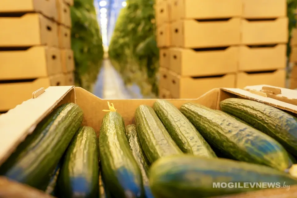 14 февраля 2025 года. Премьер-министр Беларуси посетил тепличный комбинат ОАО «Рассвет» имени К.П. Орловского». Фото: mogilevnews.by.