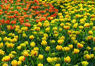 Высаживаем тюльпаны осенью – зацветут весной