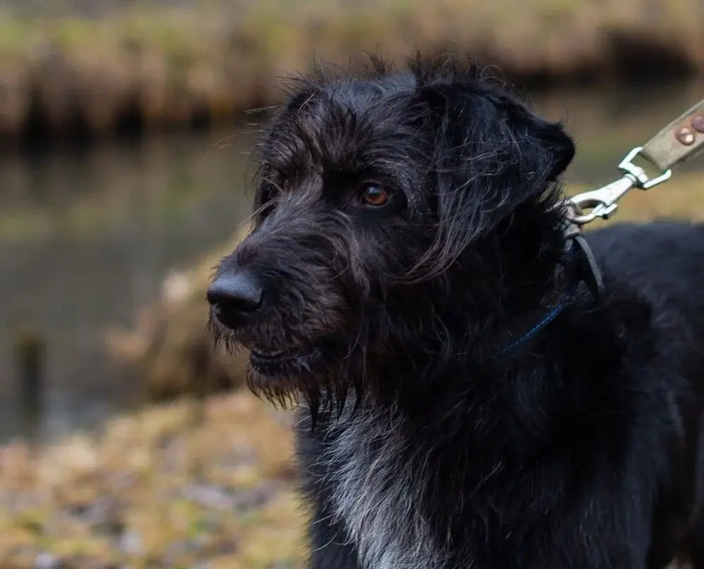 Собака Рита.