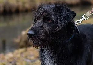 Собака Лайма, кот Тихон и щенки: кто ищет хозяина в Могилеве