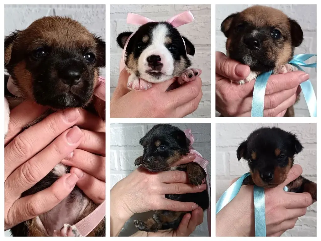 Очаровательные щеночки.