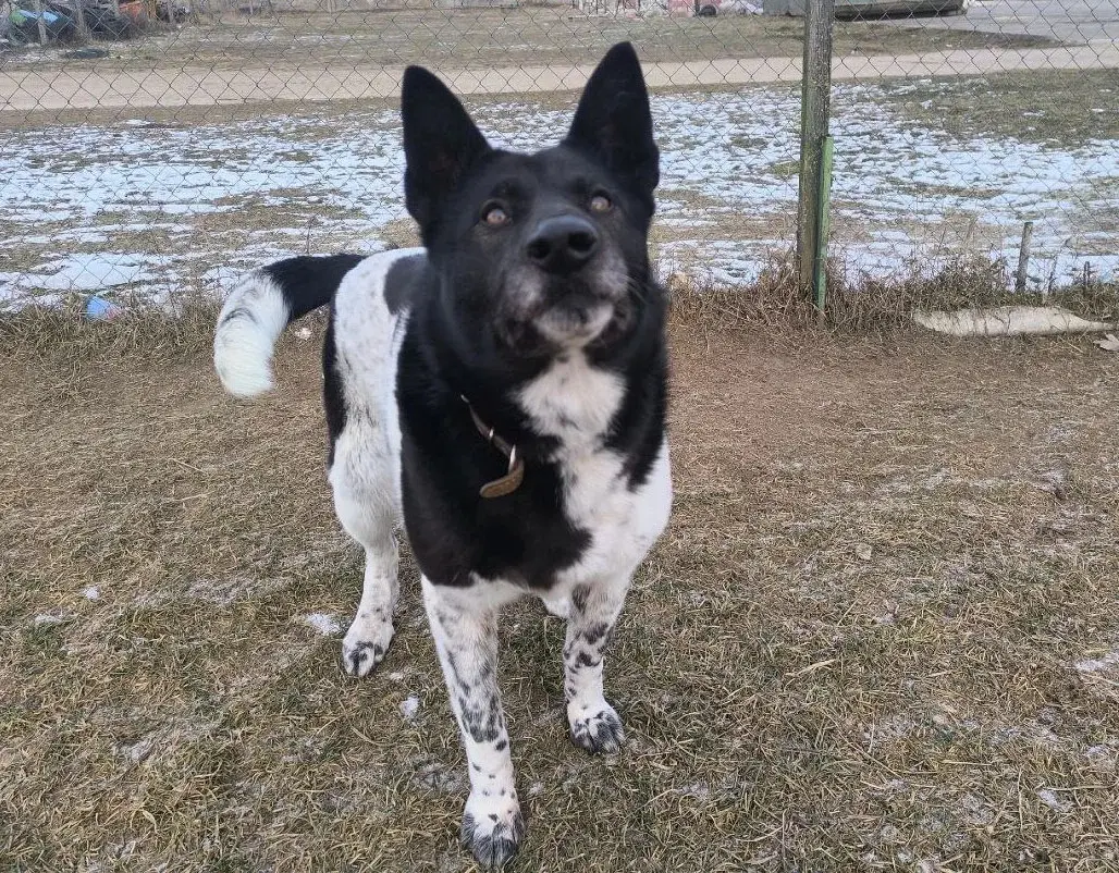 Собака Лайма.