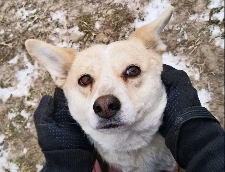 Собака Найда.