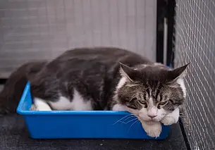 Чудо-средство против запаха кошачьей мочи: нанесите на ламинат и забудьте о проблеме