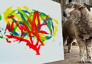 Необычную овцу-художницу, которая пишет «золотые» картины украли из своей студии