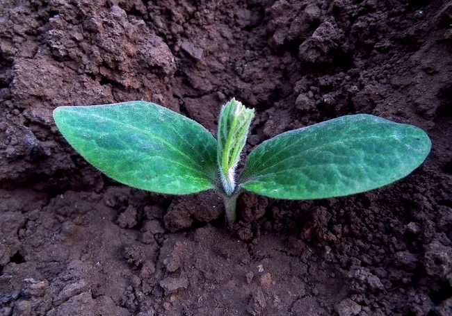 Пять народных средств для крепкой рассады: ими пользовались еще наши бабушки