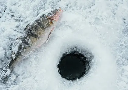 Как помочь рыбе пережить зиму: рассказали в Минприроде