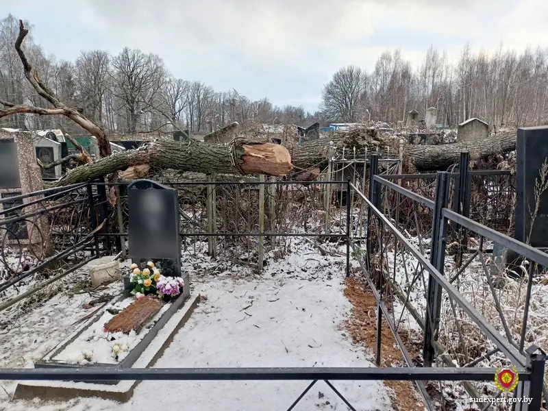 Упал с высоты 15 м во время спила деревьев: в Могилеве на кладбище погиб мужчина. Фото ГКСЭ
