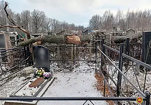 Упал с высоты 15 м во время спила деревьев: в Могилеве на кладбище погиб мужчина