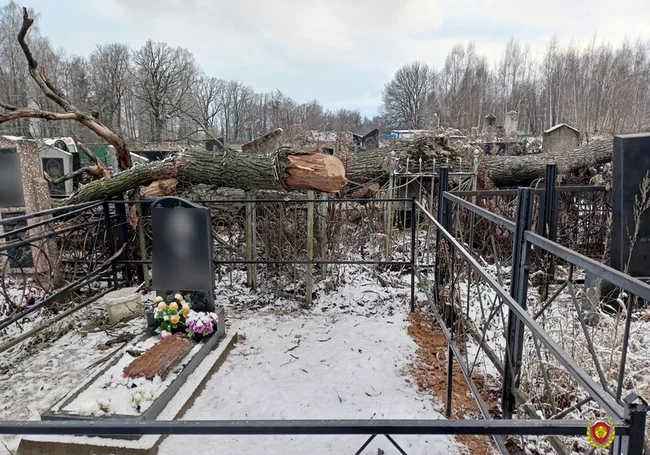 Упал с высоты 15 м во время спила деревьев: в Могилеве на кладбище погиб мужчина