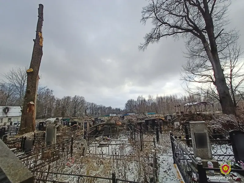 Упал с высоты 15 м во время спила деревьев: в Могилеве на кладбище погиб мужчина. Фото ГКСЭ